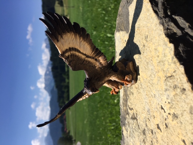 Adler aus Holz geschnitzt