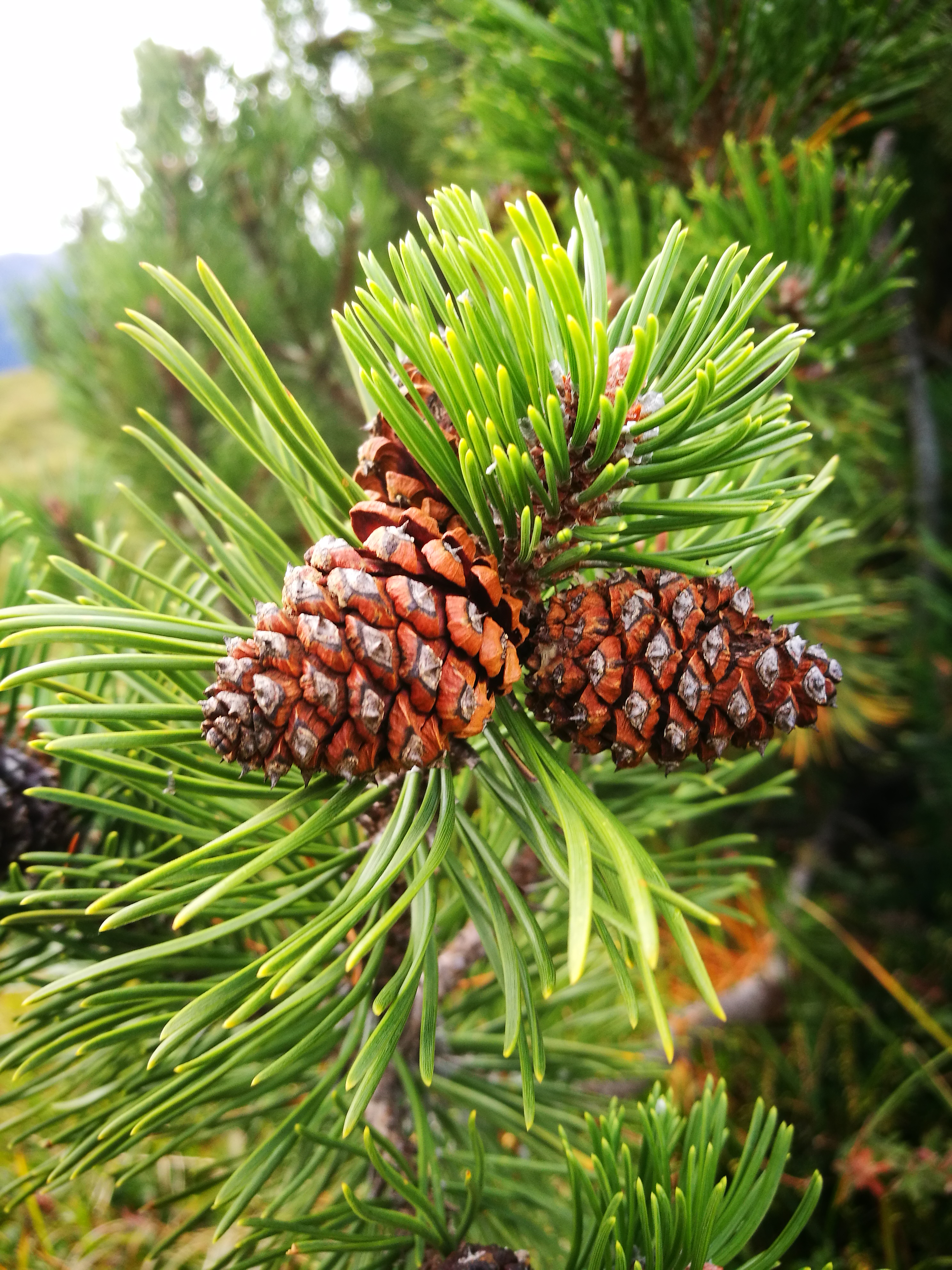 Zirbenkissen mit Hirsch, rot